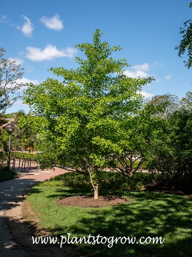 Chi Chi Ginkgo (Ginkgo biloba)